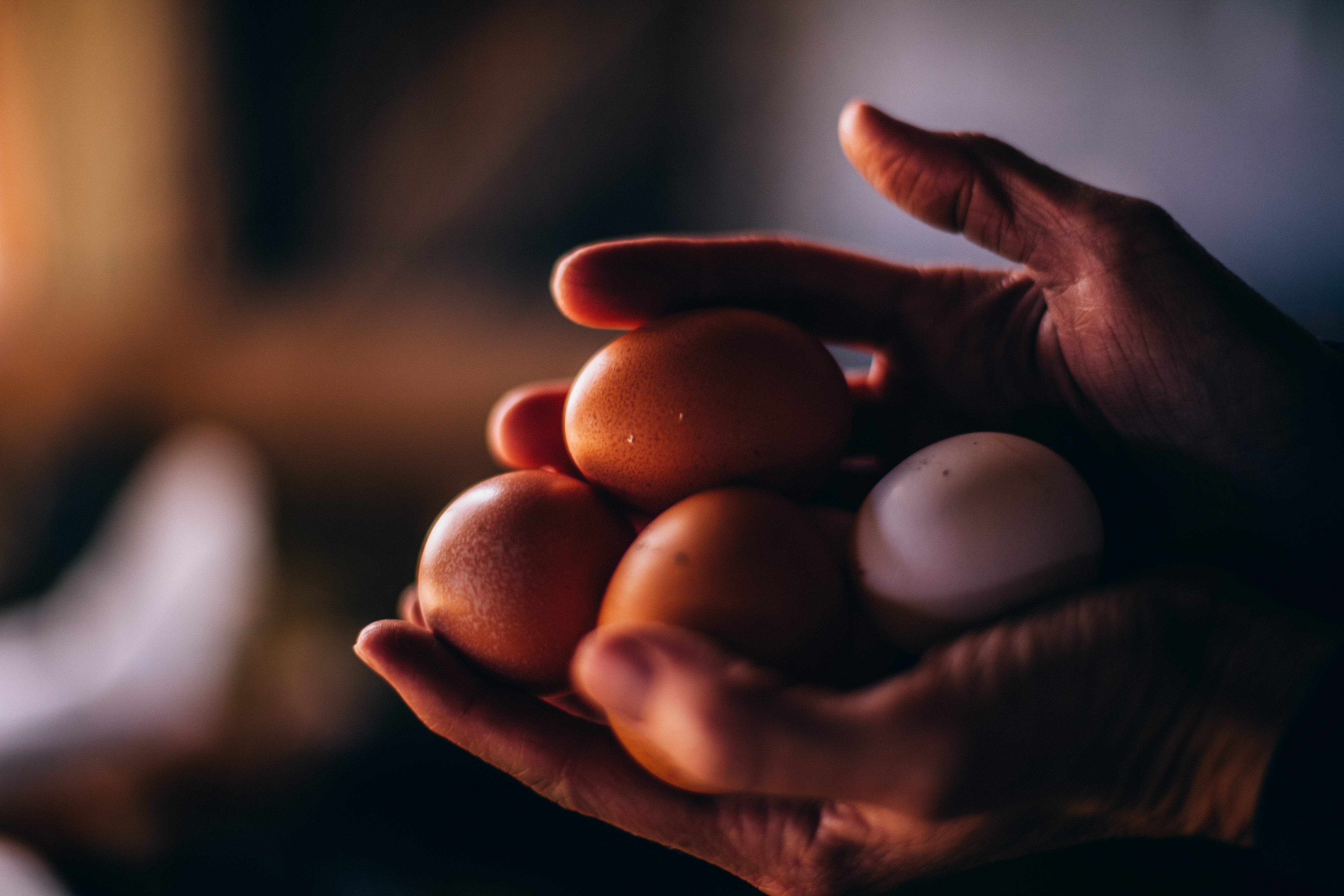 "Close-up of hands gently cradling a collection of fresh chicken eggs in warm, natural light. The eggs vary in color, with shades of brown and white, their smooth shells catching subtle highlights. The blurred background suggests a rustic, cozy setting."