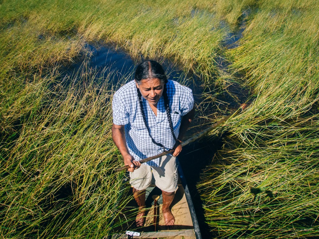 A tall Potawatomi man standing barefoot in a canoe amid a bed of lush green wild rice plants in shallow water. He holds a traditional cedar push pole, used to navigate through the marsh. The man has two long braids of black hair. The bright sunlight highlights the vibrant greens of the plants and the rippling water, emphasizing the serene environment of a wild rice harvesting area.